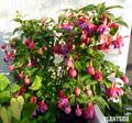 Fushia hybrida